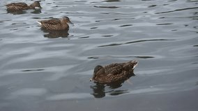 Three ducks swimming in pond