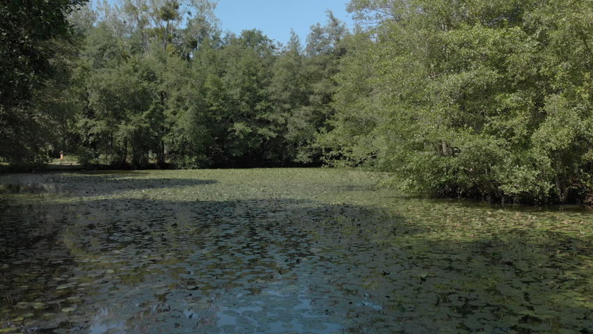 low fly through lily pond between trees during sunny day, summer, august, France.