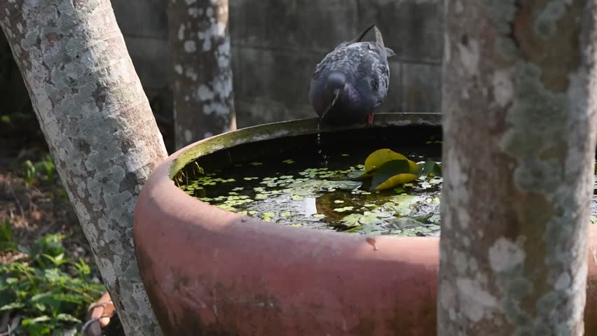 Pigeon drinking water in the pink tub, Dove bird stand on the edge of the basin