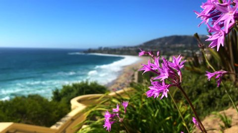 A view of Monarch Bay Beach. Niguel, purple/pink flowers in the foreground, beach in the background, clear sunny sky.