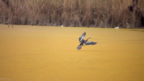 Oriental Darter or Indian Darter (Anhinga melanogaster) Hunting in Water