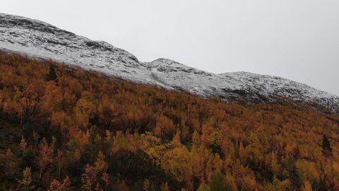 autumn forest yellow trees snow peak mountains