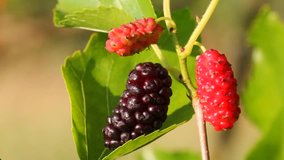 Mulberries on tree branch and leaf.
The ripe mulberry berry has already come off a branch and lies on a leaf of a tree.
