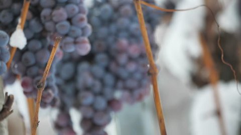 Ice wine. Wine red grapes for ice wine in winter condition and snow. 