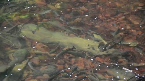 lots of wild trout near the shore. crystal clear water, the bottom of the lake can be seen. lovely nature background. clean environment concept Stock video