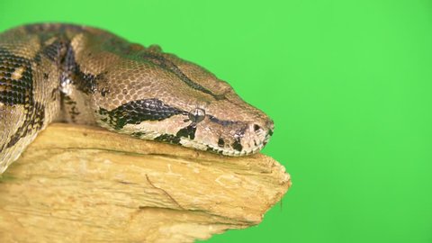 Close-up of a python snake's head resting on a log on a green screen background