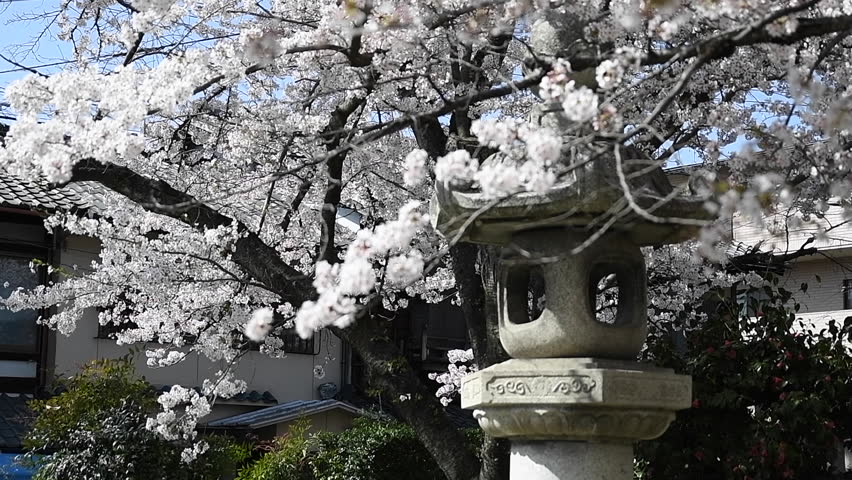 Spring blossoms at temple in Osaka, Japan image - Free stock photo ...