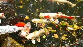 Animal Wildlife video Group of Koi Fish Swimming in a natural pond that is well-being in Japan. Make the koi fish healthy and large in animal wildlife concept