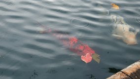 Animal Wildlife video Group of Koi Fish Swimming in a natural pond that is well-being in Japan. Make the koi fish healthy and large in animal wildlife concept