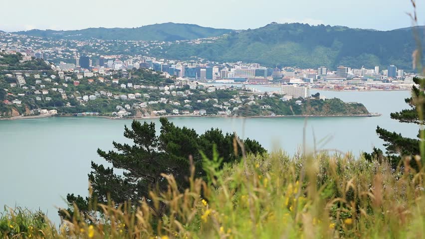 Evans Bay, With Wellington City In The Background. Calm Breeze Through Mountain Grass.