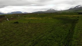 Arctic tern birds flying over meadows with yellow buttercups, snow clad mountain tops in the background, typical landscape of Iceland. Video shot with a dji drone camera.