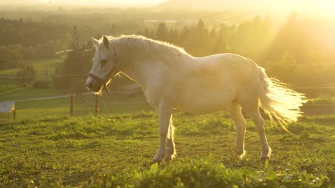 SLOW MOTION LENS FLARE: Scenic shot of sunset shining on the idyllic countryside and beautiful pony alone on a large ranch in Slovenia. Cool shot of cute young white horse on a serene summer morning.