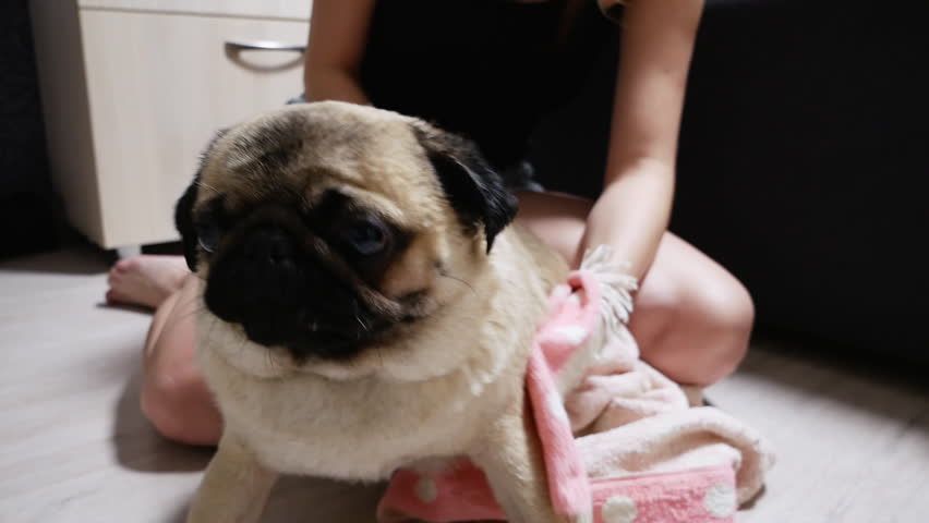 Young woman wiping a pug dog with a towel after bathing, close-up
