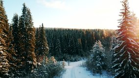 beautiful winter landscape. sunset over pine trees, aerial. nature in winter - magic fir forest. snow winter background, seasons, earth. wonderland, december holiday wintertime.  - Powered by Shutterstock - Get 15% off with code: PIKWIZARD15