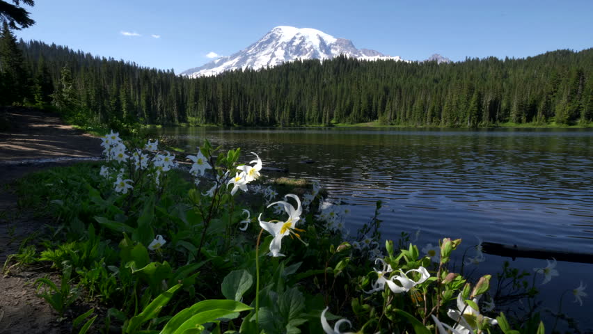 close up of avalanche lilies at reflection lake in mt rainier national park of washington state in the us pacific northwest