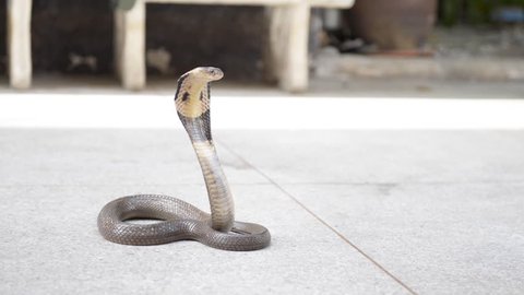 Snake Cobra on the floor in Thailand