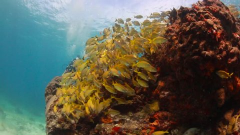 Isla Mujeres, Quintana Roo / Mexico - 12 02 2018: Quintana Roo Isla Mujeres - December 2018 - Divers swimming with tropical fish