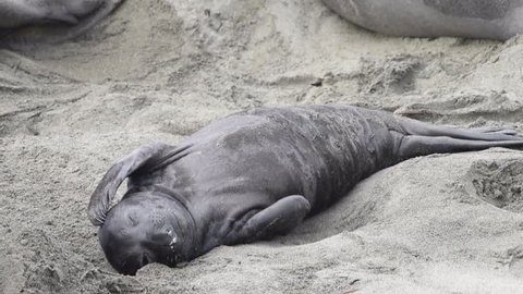 HD Video of newborn elephant seal laying in the sand scratching and looking around has hiccups. Elephant seals breed annually and are faithful to colonies that have established breeding areas.