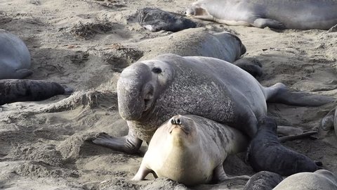 HD Video male elephant seal attempting to breed with female. Elephant seals breed annually and are seemingly faithful to colonies that have established breeding areas