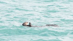 HD Video Sea Otter in ocean waves calling out for baby. The sea otter is diurnal, foraging for food early morning and late afternoons, resting during the middle of the day.
