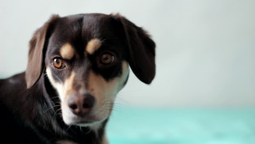 Small brown dol looking in the camera