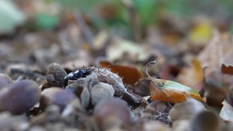 Beetle hiding in leaves.