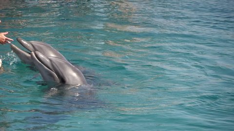 Common Bottlenose Dolphin Tursiops Truncatus Stock Footage Video 100 Royalty Free Shutterstock