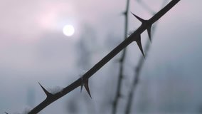 Close up of thorn covering with snow  