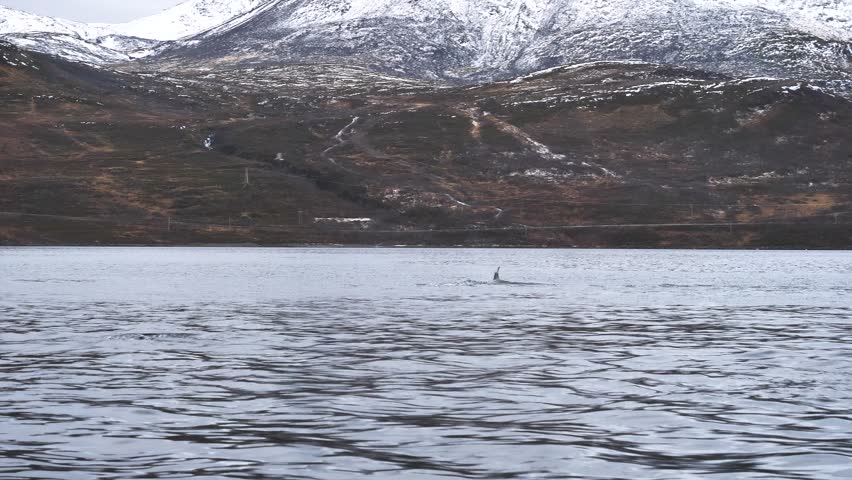 Orcas also called killerwhales hunt in the fjords of Norway for herrings in Winter