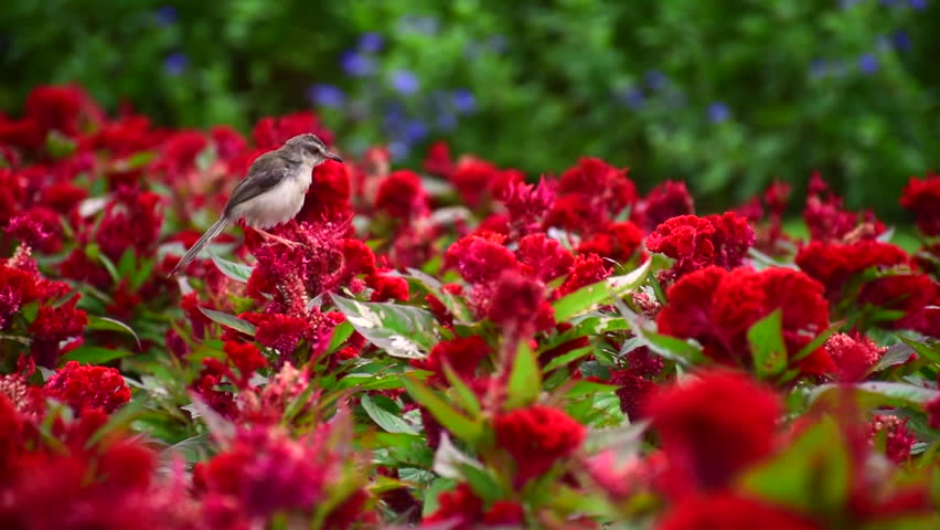 A Little Bird Fly Over the Bush with Red Flowers.