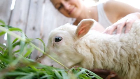 Woman is petting a white sheep with love on a farm a lamb is chewing grass.