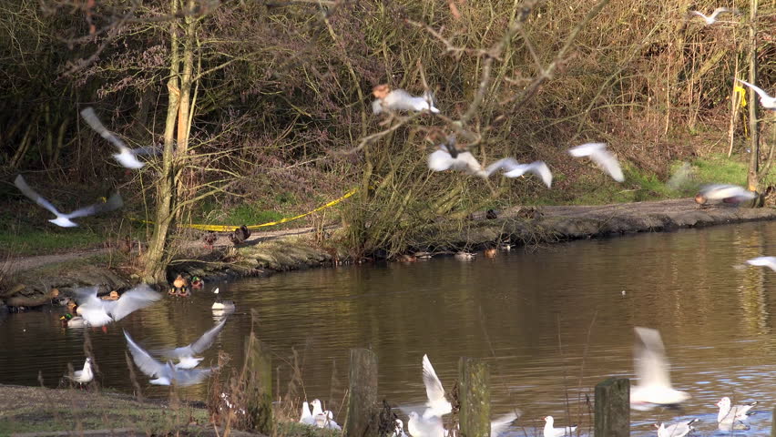 Black headed Gull birds flying in flock over lake scrapping for food 4k