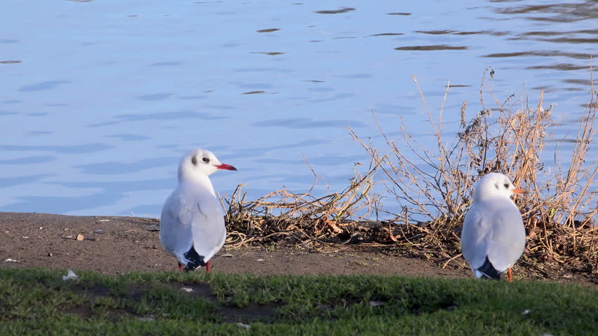 Black headed Gull birds flying in flock over lake scrapping for food 4k