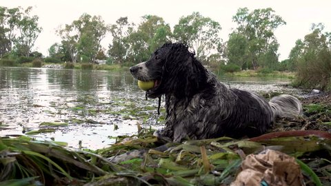 An English springer spaniel dog sitting by the edge of a lake in the weeds with a ball in his mouth