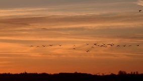 Geese flying in the morning light yellow clouds 4K landing England