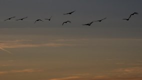 Geese flying in the morning light yellow clouds 4K landing England