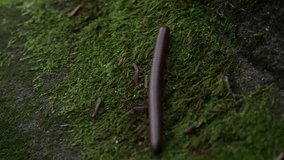 Close Up of a Millipede Crawling on the Forest Floor as Nature Macro Video