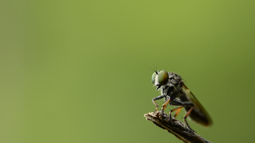 close up of fly