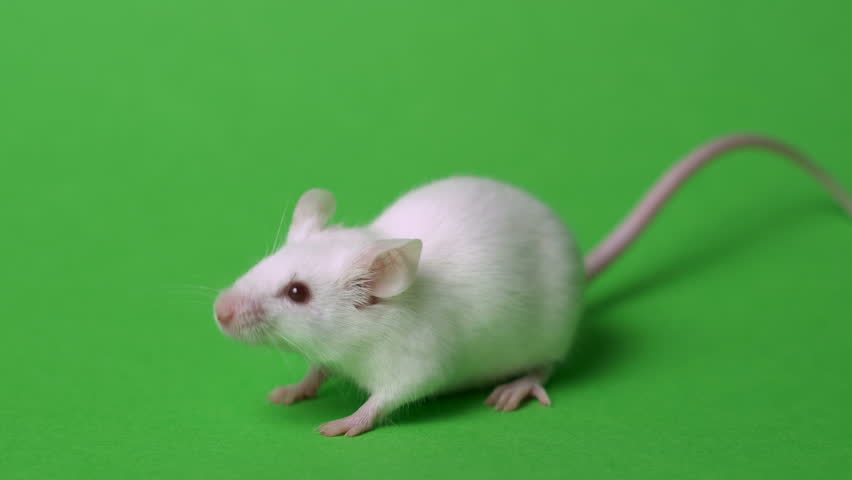 White Laboratory Mouse On a Stock Footage Video (100% Royalty-free ...