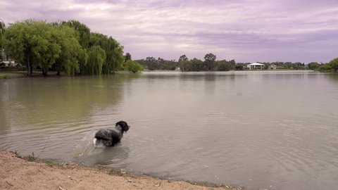 An English springer spaniel jumps into the water and swims out to retrieve a stick in a lake, willow trees surround the lake