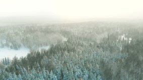 Winter landscape with falling snow, aerial video. Drone flight over wintry forest with snow falling.