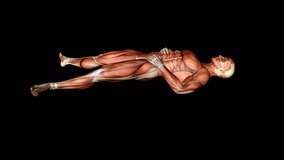 Lying Man Anatomy Muscles Tendons 3D Illustration