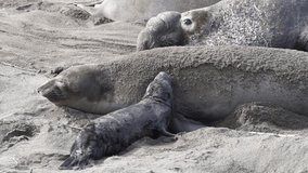 HD video elephant seal pup next to mom. The mothers will fast and nurse up to 28 days, providing their pups with rich milk. Pups weigh 75 pounds at birth and gain approx 10 pounds a day nursing.