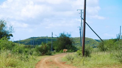 Telephoto shot of a donkey standing in the distance by a dusty road on a beautiful sunny day in Curacao