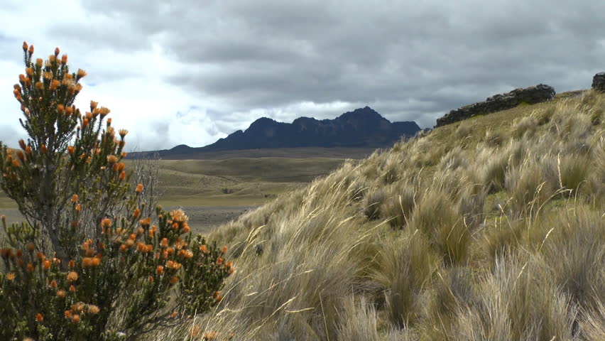 Wild Brush in Front of Cotopaxi Blowing in the Wind
