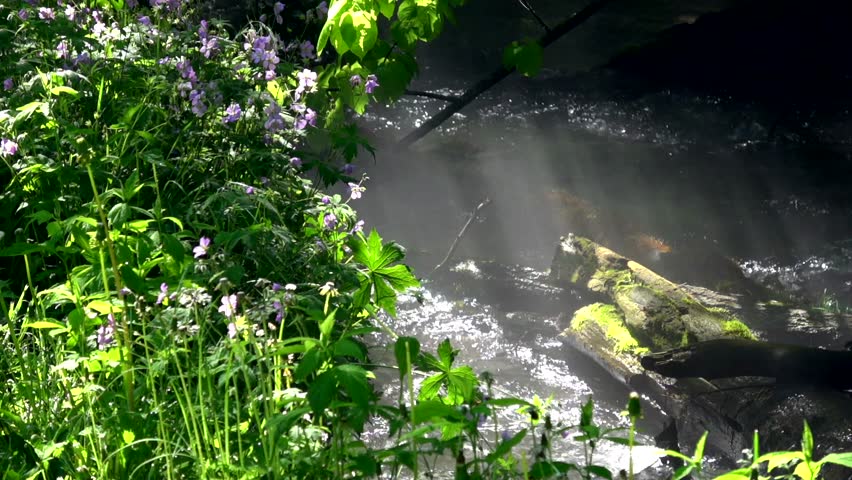 Misty Twin Springs stream Decorah Iowa