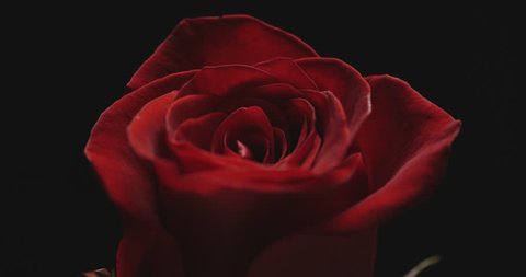 Close-up of single Rose on black background with beautiful lighting effect. 
