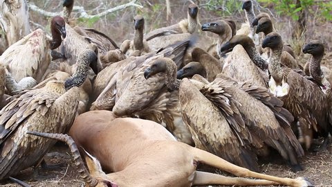 A flock of white backed vultures feed on the carcass of a fresh impala antelope kill in Africa