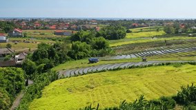 Green lush and rice paddies at western part of Bali, Indonesia