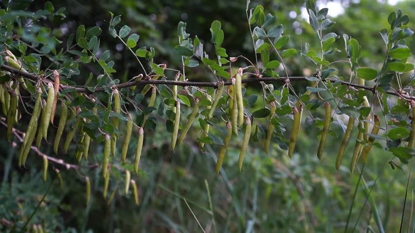 Acacia slices Seeds mature in pods. Hanging on a branch